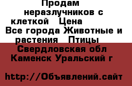 Продам 2 неразлучников с клеткой › Цена ­ 2 500 - Все города Животные и растения » Птицы   . Свердловская обл.,Каменск-Уральский г.